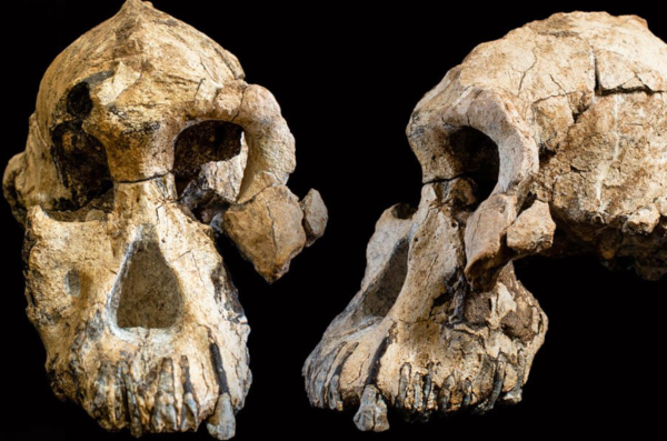 палеонтология, череп, древний человек, австралопитек, Эфиопия