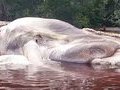 В Индонезии поймали тысячи жутких морских монстров