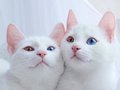 Китайцы будут клонировать умерших котов