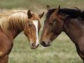 Лошади запоминают оскорбления на всю жизнь. Интересные факты о лошадях