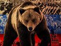 Почему символом России стал медведь?