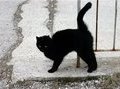 Опыт с черными кошками открыл тайну удачи