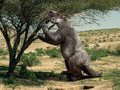 10 000 лет назад первобытные люди охотились на гигантских ленивцев