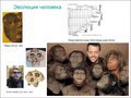 Теория эволюции - величайшая мистификация?