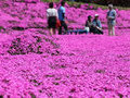 Розовое покрывало для слепой жены: он 20 лет сажал цветы во дворе