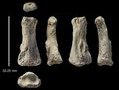 Найдены кости, которые меняют человеческую историю