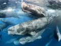 Странные гигантские следы на дне Тихого океана, обнаруженные учеными-подводниками