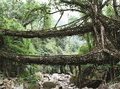 Живые мосты Индии — удивительные и уникальные