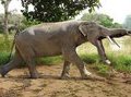 Платибелодон - доисторический монстр