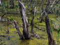 Монстры Луизианских болот