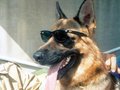 Самый богатый пес в мире — Гюнтер IV