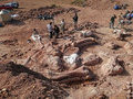 Американские палеонтологи обнаружили кладбище доисторических животных