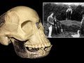 Сфальсифицированные научные открытия