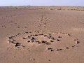 Древняя Сахара: животный мир, наскальные рисунки и рыбалка