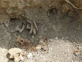 В Крыму по перстню установят личность офицера, погибшего 250 лет назад